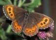 Schmetterlinge: Moorenfalter:
                                    Weissbindiger Moorenfalter
                                    braun-orange