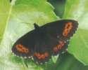 Schmetterlinge: Moorenfalter:
                                    Weissbindiger Moorenfalter rtlich