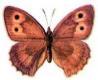 Schmetterlinge: Kleines
                                    Ochsenauge mnnlich