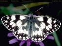 Schmetterlinge:
                                    Schachbrettfalter (melanargia
                                    galathea)