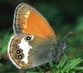 Schmetterlinge:
                                    Wiesenvgelchen: Perlgrasfalter
                                    Unterseite