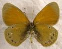 Schmetterlinge: Rostbraunes
                                    Wiesenvgelchen weiblich