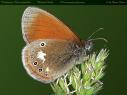 Schmetterlinge: Rostbraunes
                                    Wiesenvgelchen, Unterseite