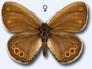 Schmetterlinge:
                                    Waldwiesenvgelchen weiblich