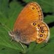 Schmetterlinge:
                                    Waldwiesenvgelchen Unterseite
