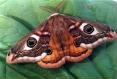 Schmetterlinge:
                                    [Pfauenspinner]: Nachtpfauenauge
                                    mnnlich