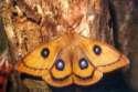 Schmetterlinge:
                                    [Pfauenspinner]: Nagelfleck