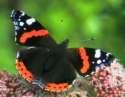 Schmetterlinge: Nesselfalter:
                                    Roter Admiral
