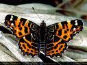 Schmetterlinge: Nesselfalter:
                                    Landkrtchenfalter