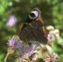 Schmetterlinge: Nesselfalter:
                                    Tagpfauenauge Unterseite