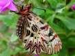 Schmetterlinge:
                                    Sdosteuropischer Osterluzeifalter,
                                    Unterseite