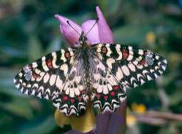 Schmetterlinge:
                                    Spanischer Osterluzeifalter /
                                    Westlicher Osterluzeifalter
