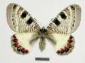 Schmetterlinge:
                                    Osterluzei-Apollo
