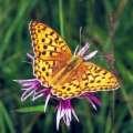 Schmetterlinge: Perlmuttfalter:
                                    Adippe-Perlmuttfalter / Feuriger
                                    Perlmuttfalter / Mittlerer
                                    Perlmuttfalter