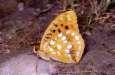 Schmetterlinge: Perlmuttfalter:
                                    Adippe-Perlmuttfalter / Feuriger
                                    Perlmuttfalter / Mittlerer
                                    Perlmuttfalter, Unterseite