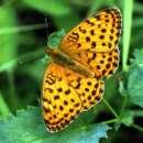 Schmetterlinge: Perlmuttfalter:
                                    Brombeer-Perlmuttfalter