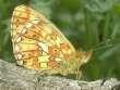 Schmetterlinge:
                                    Perlmuttfalter: Frhester
                                    Perlmuttfalter /
                                    Veilchen-Perlmuttfalter /
                                    Silberfleck-Perlmuttfalter,
                                    Unterseite