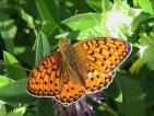 Schmetterlinge: Perlmuttfalter:
                                    Grosser Perlmuttfalter