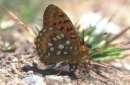 Schmetterlinge: Perlmuttfalter:
                                    Grosser Perlmuttfalter, Unterseite