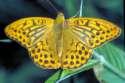 Schmetterlinge:
                                    Perlmuttfalter: Kaisermantel
                                    mnnlich