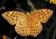 Schmetterlinge:
                                    Perlmuttfalter: Kaisermantel
                                    weiblich