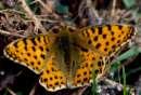 Schmetterlinge: Perlmuttfalter:
                                    Kleiner Perlmuttfalter
