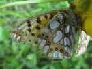 Schmetterlinge: Perlmuttfalter:
                                    Kleiner Perlmuttfalter, Unterseite