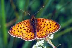 Schmetterlinge: Perlmuttfalter:
                                    Mdesss-Perlmuttfalter