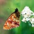 Schmetterlinge:
                                    Perlmuttfalter:
                                    Mdesss-Perlmuttfalter, Unterseite