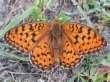 Schmetterlinge:
                                    Perlmuttfalter:
                                    Niobe-Perlmuttfalter