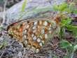 Schmetterlinge:
                                    Perlmuttfalter:
                                    Niobe-Perlmuttfalter, Unterseite