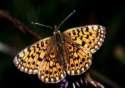 Schmetterlinge: Perlmuttfalter:
                                    Sumpfwiesen-Perlmuttfalter
