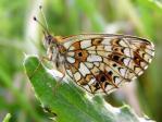 Schmetterlinge: Perlmuttfalter:
                                    Sumpfwiesen-Perlmuttfalter,
                                    Unterseite