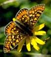 Schmetterlinge: Scheckenfalter:
                                    Abbiss-Scheckenfalter