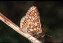 Schmetterlinge: Scheckenfalter:
                                    Abbiss-Scheckenfalter, Unterseite