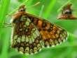 Schmetterlinge: Scheckenfalter:
                                    Assmann's Scheckenfalter / Assmanns
                                    Scheckenfalter, Unterseite