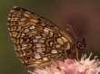 Schmetterlinge: Scheckenfalter:
                                    Baldrian-Scheckenfalter, Unterseite
