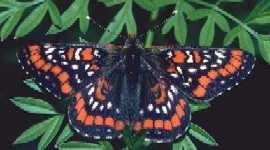 Schmetterlinge: Scheckenfalter:
                                    Maivogel