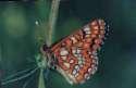 Schmetterlinge: Scheckenfalter:
                                    Maivogel Unterseite