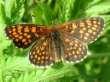 Schmetterlinge:
                                    Scheckenfalter: Nickerl's
                                    Scheckenfalter / Nickerls
                                    Scheckenfalter