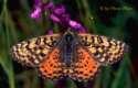 Schmetterlinge: Scheckenfalter:
                                    Roter Scheckenfalter weiblich