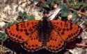 Schmetterlinge: Scheckenfalter:
                                    Roter Scheckenfalter mnnlich