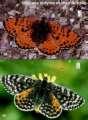 Schmetterlinge: Scheckenfalter:
                                    Roter Scheckenfalter, oben mnnlich,
                                    unten weiblich