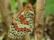 Schmetterlinge: Scheckenfalter:
                                    Roter Scheckenfalter, Unterseite
