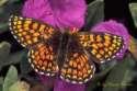Schmetterlinge: Scheckenfalter:
                                    Wachtelweizen-Scheckenfalter