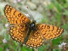 Schmetterlinge: Scheckenfalter:
                                    Wegerich-Scheckenfalter