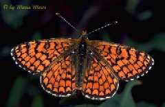 Schmetterlinge:
                                    Scheckenfalter: Zweibrtiger
                                    Scheckenfalter / Westlicher
                                    Scheckenfalter