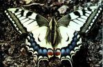 Schmetterlinge: Segelfalter:
                                Schwalbenschwanz (papilio machaon)