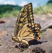 Schmetterlinge: Segelfalter:
                                    Schwalbenschwanz (papilio machaon),
                                    Unterseite