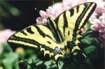 Schmetterlinge:
                                    Segelfalter: Schwalbenschwanz
                                    (papilio alexanor)